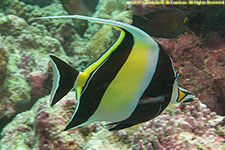 moorish idol